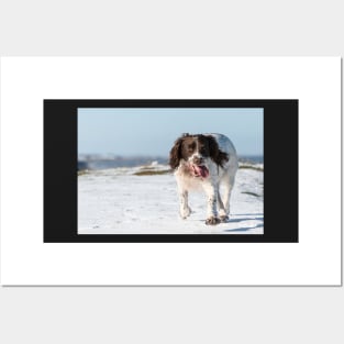 English Springer Spaniel Posters and Art